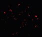 TRIM25 Antibody (C-Terminus)
